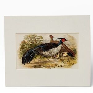 Vintage Black Back Pheasant Sporting Game Birds Chromolithograph Print Matted
